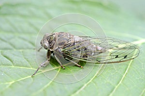 Dog-day cicada Neotibicen canicularis on a green leaf side view macro image