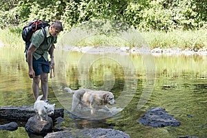 Dog Days of Summer