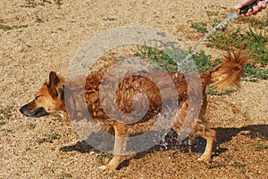 Dog Days of Summer: watering down dog with hose