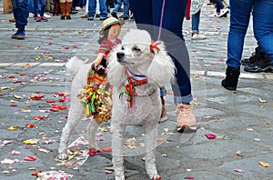 He dog is decorated as a horse with a rider. Ecuador photo