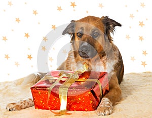 Dog with Decorative Christmas gift
