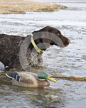 Dog and a Decoy