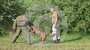 Dog defence cynology exercise.