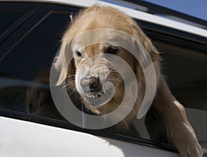 Dog defending car