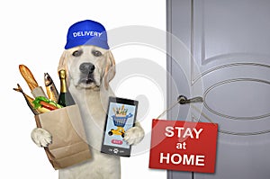 Dog delivers food online 2