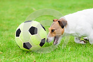 Dog demonstrates excellent dribbling skills chasing football (soccer) ball on high speed