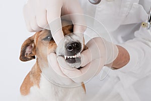 Dog dental photo