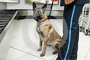 A dog for detecting drugs sittings near customs officers inside airoport on rulling band luggage background