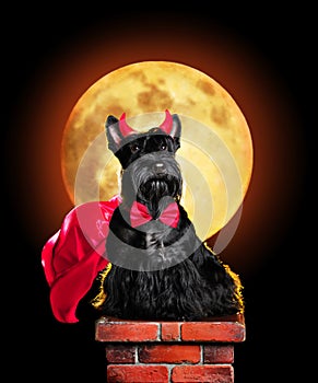Dog in devil halloween costume sitting on chimney