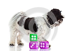 Dog with dices isolated on white background photo