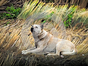 A dog , Dien Bien Phu Province photo