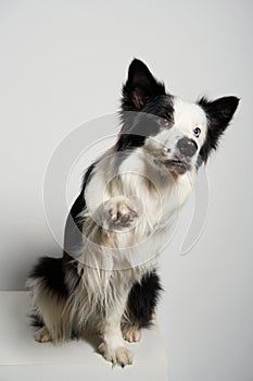 Dog with different colored eyes sitting with raised paw