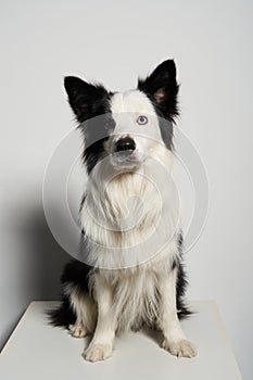 Dog with different colored eyes on white box