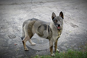 A dog with different eye color, a mixture of different breeds