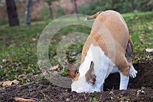 Dog dig a hole in the public park. Playing, bored, curiosity dog