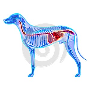 Dog Digestive System - Canis Lupus Familiaris Anatomy - isolated