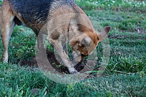 Dog Digging in a Gofer Hole