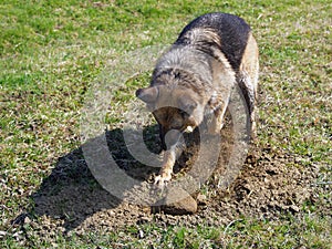 Dog digging hole in field