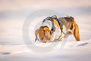 Dog digging with nose in deep snow