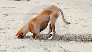 Dog digging sand