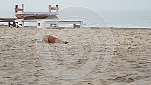 Dog digging sand