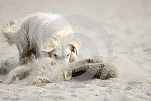 Dog is digging sand