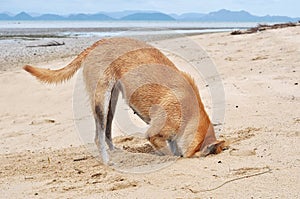 Dog digging sand and his head in sand beach