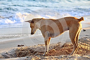 The dog is digging the sandy soil at the beach.