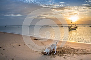 A dog is diging sand on the beach