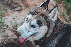 Dog digs the ground. Face husky dog in the sand. Side view grimy face.