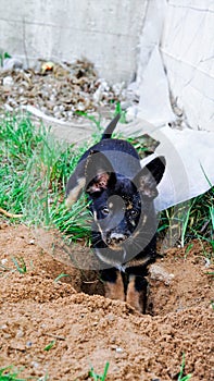 The dog digs a hole, buries bone in the sand