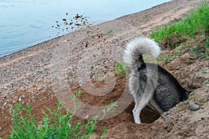 Dog digs hole in the sand on the beach. Clods earth flying from under his paws in different directions. Walk with pet by the river