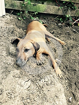 Dog in dirt