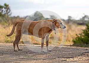 Dog on a dirt road, gazing ahead