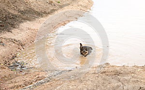 Dog in dirty and muddy puddle