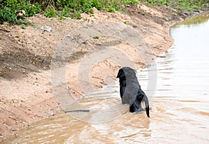 Dog in dirty and muddy puddle