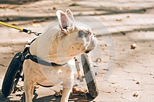 Dog with disabilities walking in wheelchair. Dog\'s mobility problems. Paralysed dog in wheel cart photo