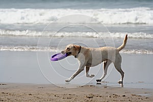 Dog and disc