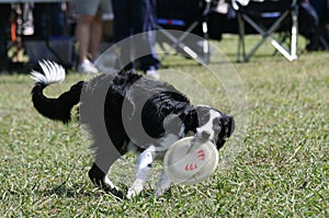 Dog and Disc