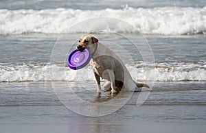 Dog with disc