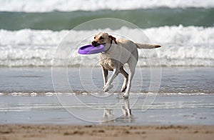 Dog with disc