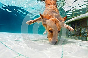 Dog diving underwater in swimming pool