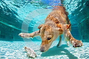 Dog diving underwater in swimming pool.