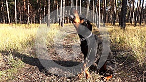 Dog Doberman barks in forest