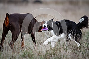 Dog doberman brown and tan red cropped playing with white black border collie with puller