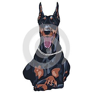 Dog Doberman Pinscher breed