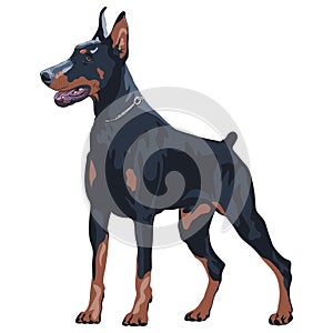 Dog Doberman Pinscher breed