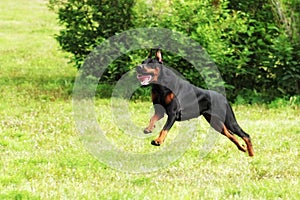 Dog Doberman Pinscher running at a gallop