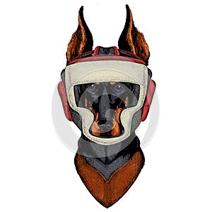 Dog, doberman. Portait of animal. Boxing helmet.