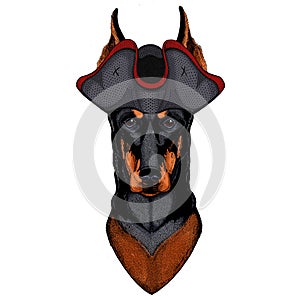 Dog, doberman. Portait of animal. Cocked hat.